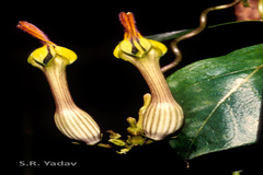 Ceropegia candelabrum var. biflora